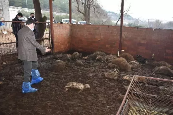 Sokak köpekleri, ağıldaki 63 koyun ve kuzuyu telef etti Sokak köpekleri, ağıldaki 63 koyun ve kuzuyu telef etti