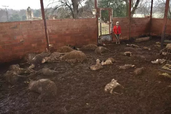 Sokak köpekleri, ağıldaki 63 koyun ve kuzuyu telef etti Sokak köpekleri, ağıldaki 63 koyun ve kuzuyu telef etti