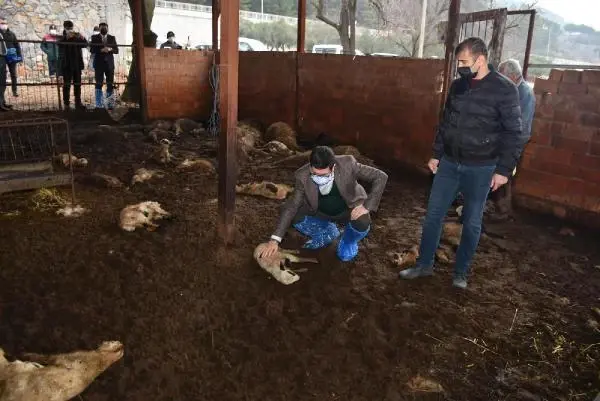 Sokak köpekleri, ağıldaki 63 koyun ve kuzuyu telef etti Sokak köpekleri, ağıldaki 63 koyun ve kuzuyu telef etti