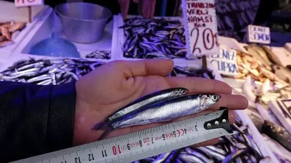 Uzmanlardan, 'hamsi nesli tükenebilir' uyarısı Uzmanlardan, 'hamsi nesli tükenebilir' uyarısı