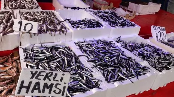Uzmanlardan, 'hamsi nesli tükenebilir' uyarısı Uzmanlardan, 'hamsi nesli tükenebilir' uyarısı