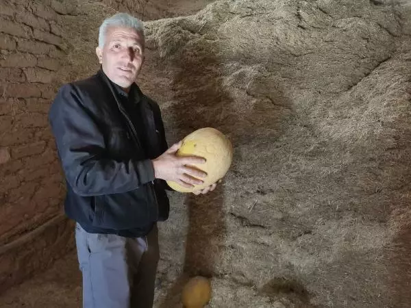 Yazın hasat edilen kavunlar, kışın sofraları tatlandırıyor Yazın hasat edilen kavunlar, kışın sofraları tatlandırıyor