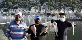 Beymelek Dalyanı, doğal yaşam alanı