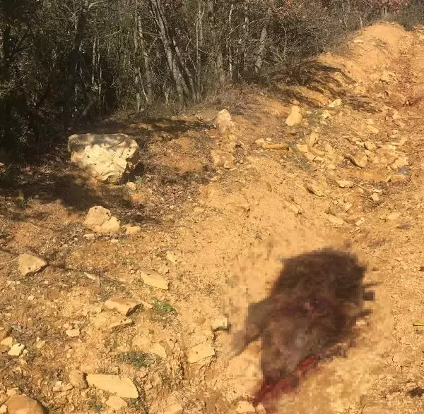 Domuz avında tüfekle vuruldu; 3 arkadaşı gözaltına alındı Domuz avında tüfekle vuruldu; 3 arkadaşı gözaltına alındı
