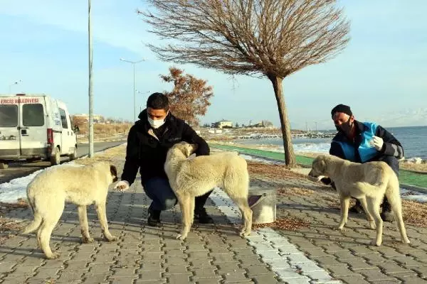 Erciş'te sokak hayvanları unutulmadı Erciş'te sokak hayvanları unutulmadı