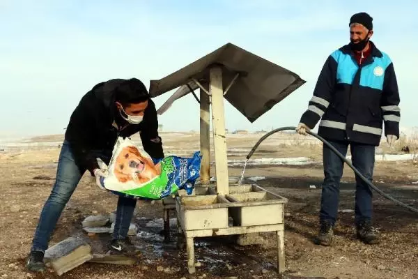 Erciş'te sokak hayvanları unutulmadı Erciş'te sokak hayvanları unutulmadı