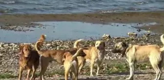 İznik sahili, sokak hayvanlarına kaldı
