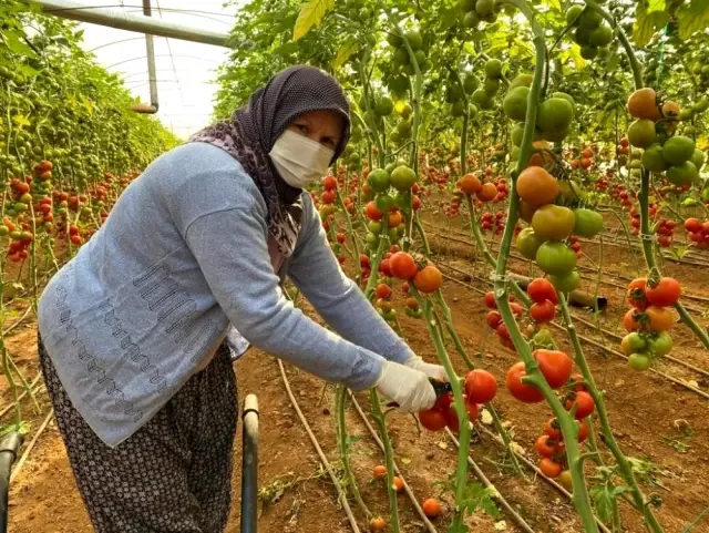 Kadın çiftçiler kısıtlamada da üretime devam etti