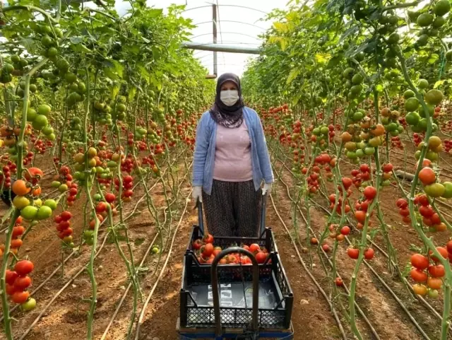 Kadın çiftçiler kısıtlamada da üretime devam etti