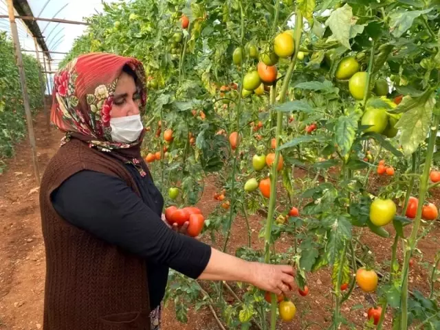 Kadın çiftçiler kısıtlamada da üretime devam etti