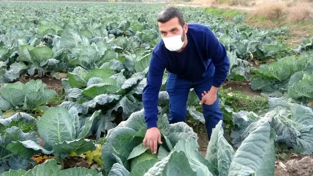 Tarlada 2,5 TL, markette 5 TL! Lahana fiyatıyla üreticinin yüzünü güldürüyor Tarlada 2,5 TL, markette 5 TL! Lahana fiyatıyla üreticinin yüzünü güldürüyor