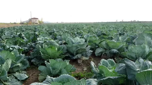 Tarlada 2,5 TL, markette 5 TL! Lahana fiyatıyla üreticinin yüzünü güldürüyor Tarlada 2,5 TL, markette 5 TL! Lahana fiyatıyla üreticinin yüzünü güldürüyor