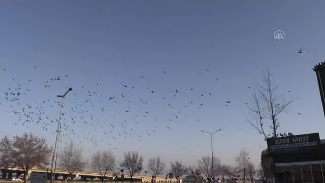 Sokağa çıkma kısıtlamalarında da güvercinleri beslemeyi ihmal etmiyor Sokağa çıkma kısıtlamalarında da güvercinleri beslemeyi ihmal etmiyor