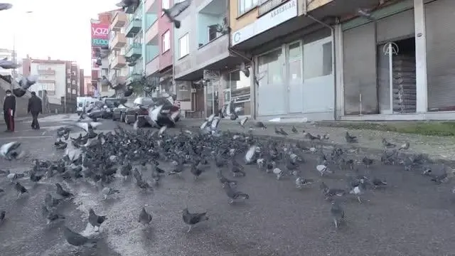 Sokağa çıkma kısıtlamalarında da güvercinleri beslemeyi ihmal etmiyor Sokağa çıkma kısıtlamalarında da güvercinleri beslemeyi ihmal etmiyor