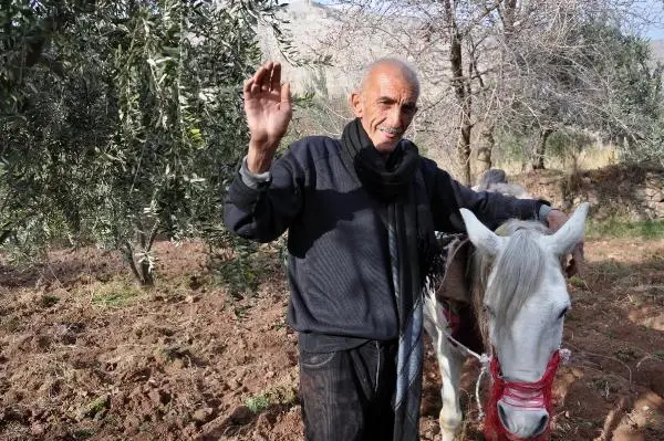 40 yıldır engebeli arazilerde atla çift sürerek geçimini sağlıyor 40 yıldır engebeli arazilerde atla çift sürerek geçimini sağlıyor
