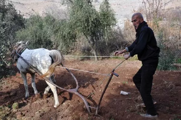 40 yıldır engebeli arazilerde atla çift sürerek geçimini sağlıyor 40 yıldır engebeli arazilerde atla çift sürerek geçimini sağlıyor