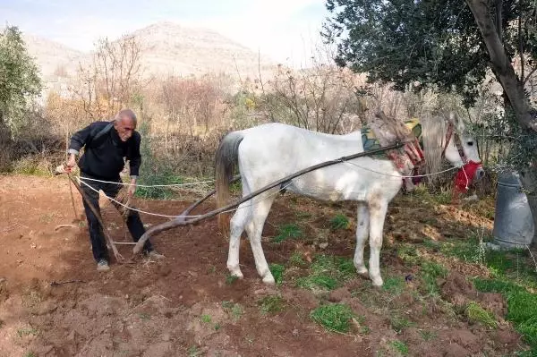 40 yıldır engebeli arazilerde atla çift sürerek geçimini sağlıyor 40 yıldır engebeli arazilerde atla çift sürerek geçimini sağlıyor