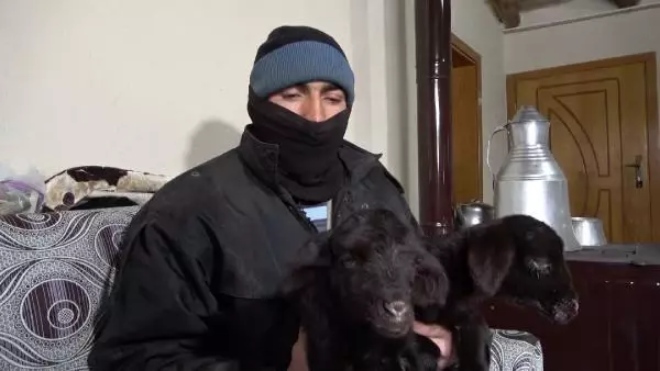 Anneleri ölen kuzuları evinde biberonla besliyor Anneleri ölen kuzuları evinde biberonla besliyor