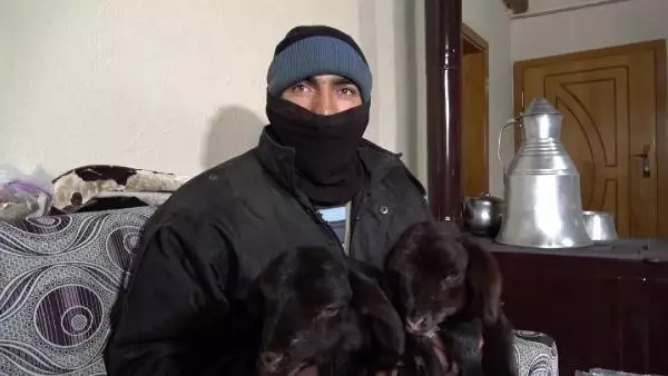 Anneleri ölen kuzuları evinde biberonla besliyor Anneleri ölen kuzuları evinde biberonla besliyor