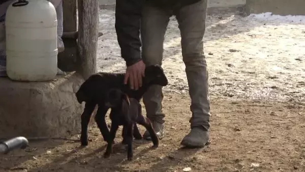 Anneleri ölen kuzuları evinde biberonla besliyor Anneleri ölen kuzuları evinde biberonla besliyor