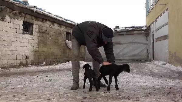 Anneleri ölen kuzuları evinde biberonla besliyor Anneleri ölen kuzuları evinde biberonla besliyor