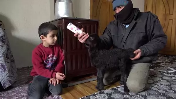 Anneleri ölen kuzuları evinde biberonla besliyor Anneleri ölen kuzuları evinde biberonla besliyor