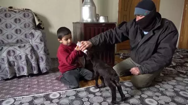 Anneleri ölen kuzuları evinde biberonla besliyor Anneleri ölen kuzuları evinde biberonla besliyor