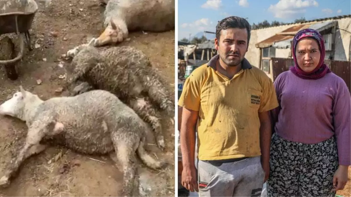 Çiftlikteki koyunlar can çekişerek öldü! O anlar cep telefonu kamerasında