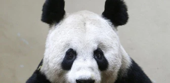 Edinburg Hayvanat Bahçesi ekonomik nedenlerle iki pandayı Çin'e geri gönderebilir