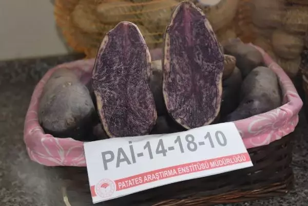 Niğde'de 10 renkte cipslik patates üretildi Niğde'de 10 renkte cipslik patates üretildi
