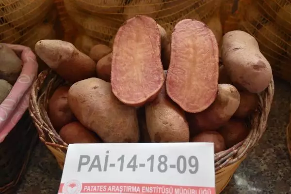 Niğde'de 10 renkte cipslik patates üretildi Niğde'de 10 renkte cipslik patates üretildi
