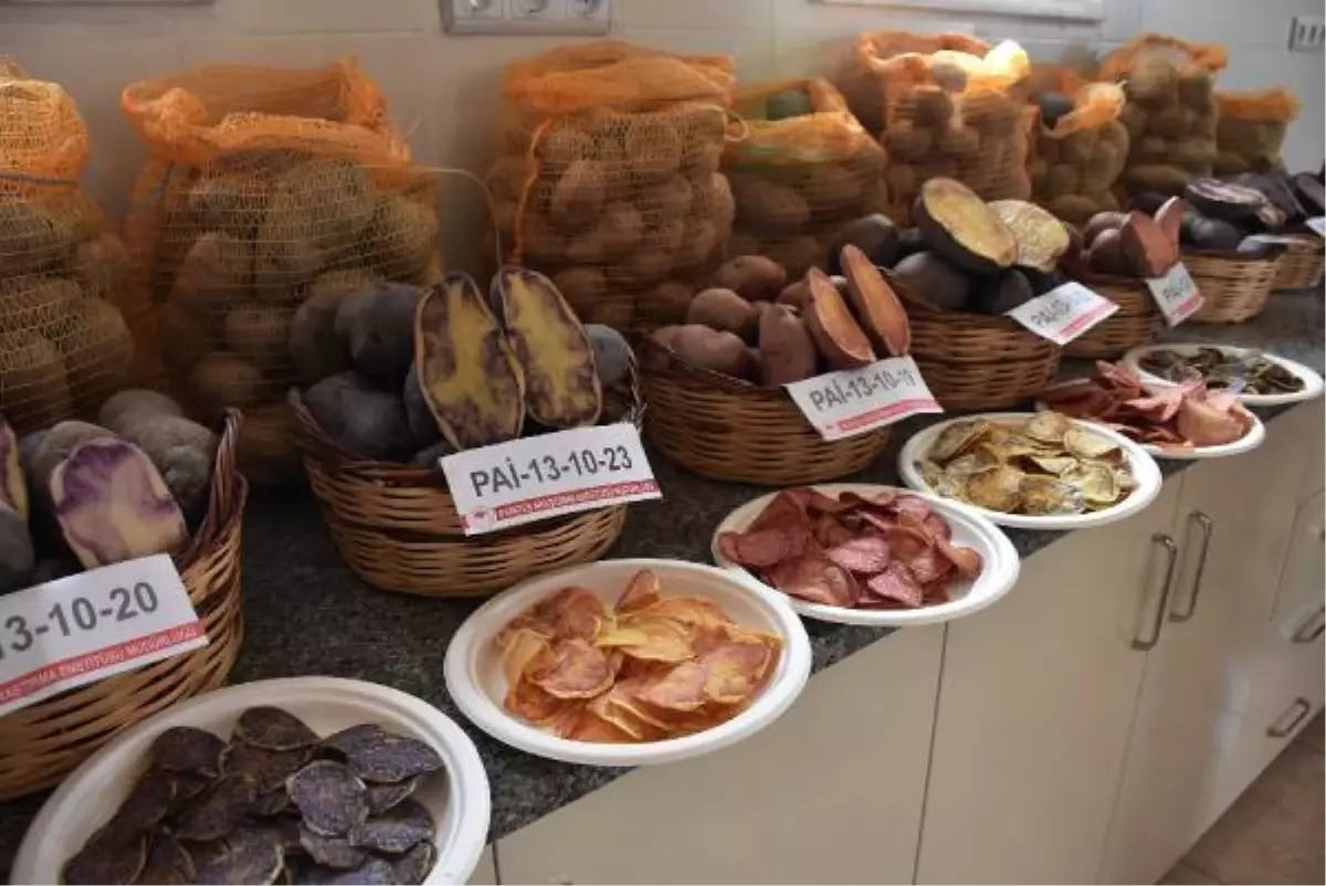 Niğde'de 10 renkte cipslik patates üretildi