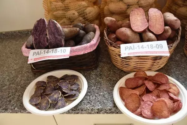 Niğde'de 10 renkte cipslik patates üretildi Niğde'de 10 renkte cipslik patates üretildi