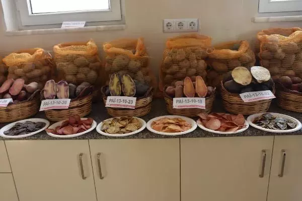 Niğde'de 10 renkte cipslik patates üretildi Niğde'de 10 renkte cipslik patates üretildi