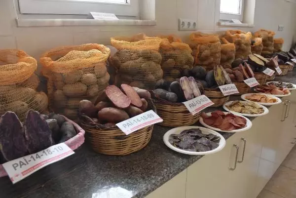 Niğde'de 10 renkte cipslik patates üretildi Niğde'de 10 renkte cipslik patates üretildi