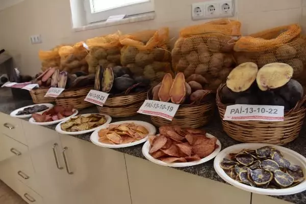 Niğde'de 10 renkte cipslik patates üretildi Niğde'de 10 renkte cipslik patates üretildi