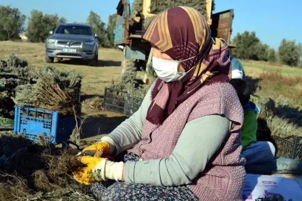 Salihli'de lavanta üretimine ilgi artıyor Salihli'de lavanta üretimine ilgi artıyor