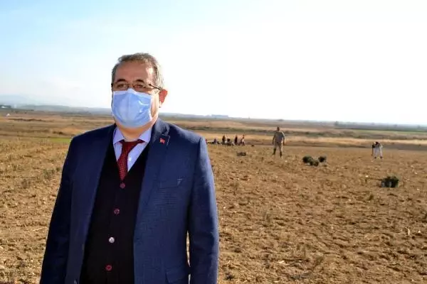 Salihli'de lavanta üretimine ilgi artıyor Salihli'de lavanta üretimine ilgi artıyor