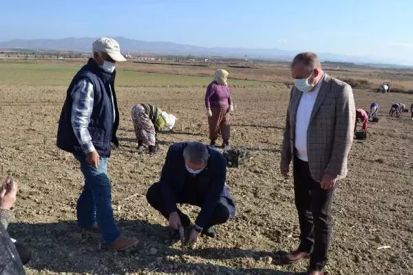 Salihli'de lavanta üretimine ilgi artıyor Salihli'de lavanta üretimine ilgi artıyor