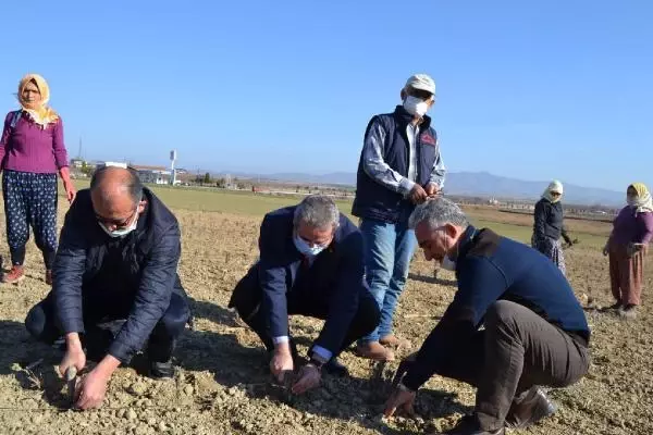Salihli'de lavanta üretimine ilgi artıyor Salihli'de lavanta üretimine ilgi artıyor