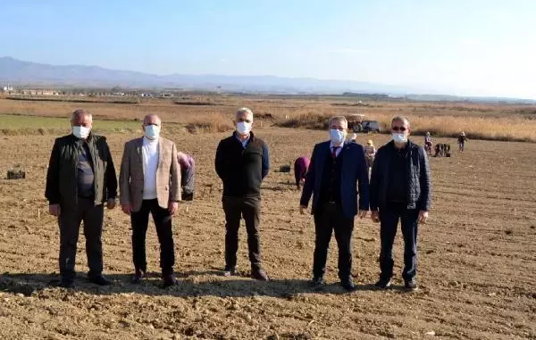Salihli'de lavanta üretimine ilgi artıyor Salihli'de lavanta üretimine ilgi artıyor