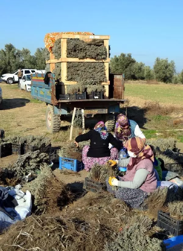 Salihli'de lavanta üretimine ilgi artıyor Salihli'de lavanta üretimine ilgi artıyor