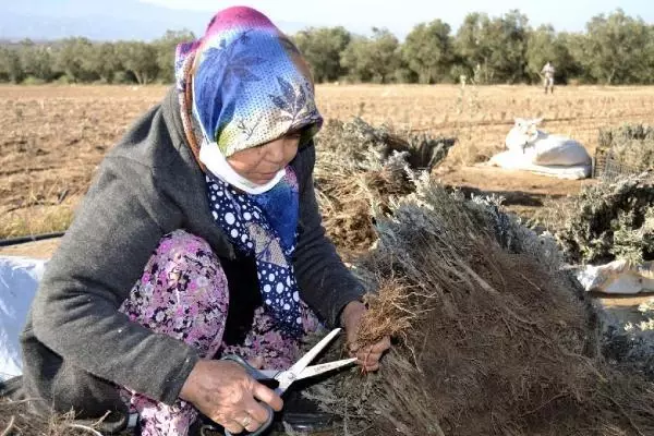 Salihli'de lavanta üretimine ilgi artıyor Salihli'de lavanta üretimine ilgi artıyor