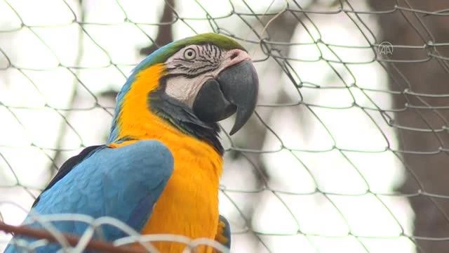 Antalya Hayvanat Bahçesinin renkli misafirleri: Papağanlar