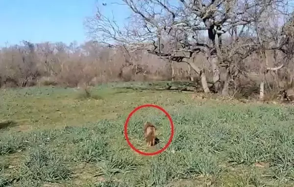Araç çarpmasıyla yaralanan çakal, tedavisinin ardından doğaya salındı Araç çarpmasıyla yaralanan çakal, tedavisinin ardından doğaya salındı