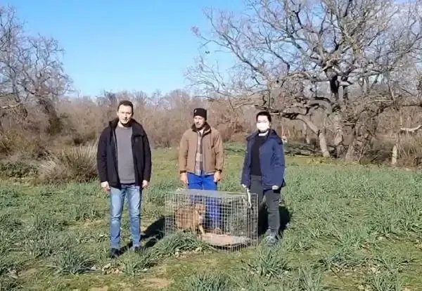 Araç çarpmasıyla yaralanan çakal, tedavisinin ardından doğaya salındı Araç çarpmasıyla yaralanan çakal, tedavisinin ardından doğaya salındı