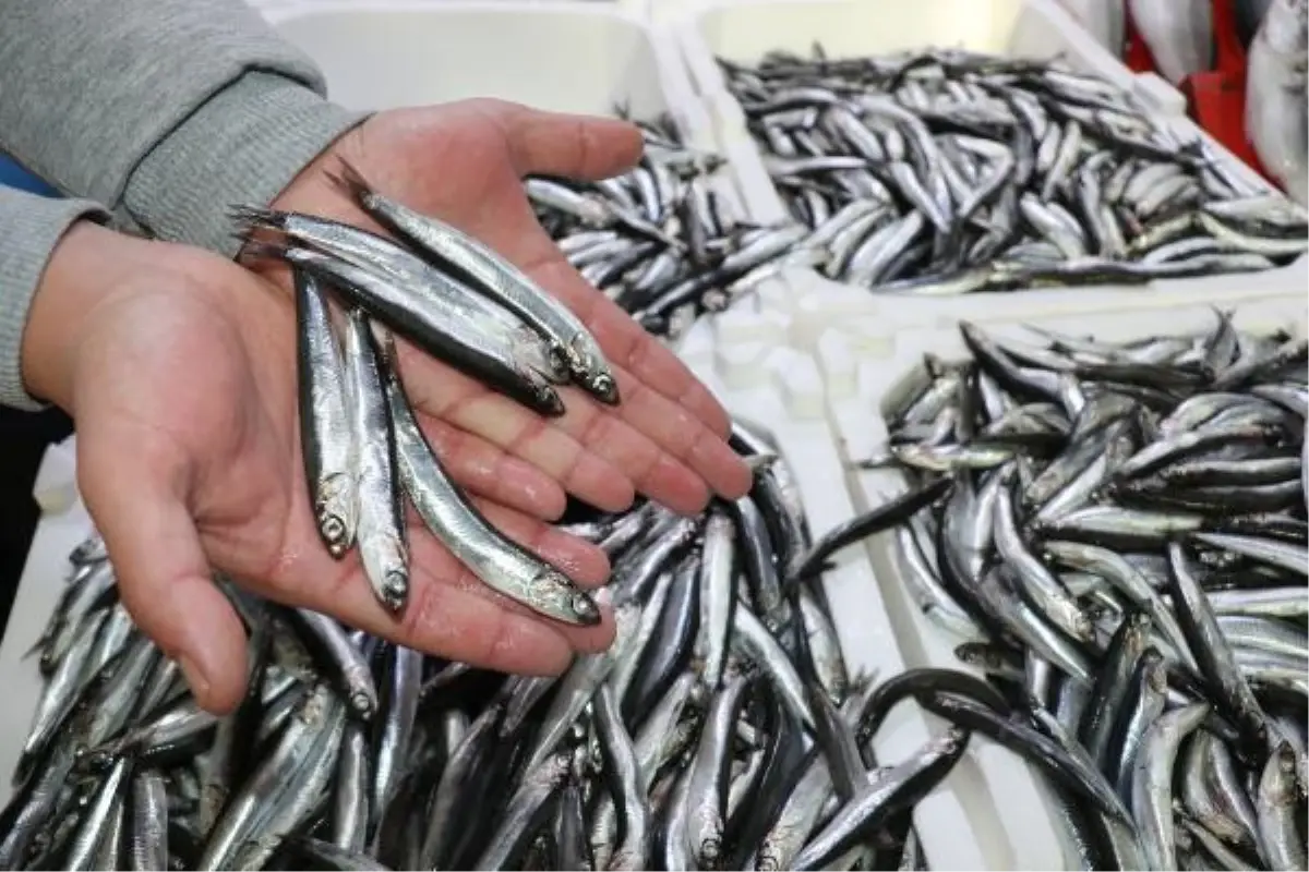 Balıkçılar hamsinin irileşmesi için kar yağışını bekliyor