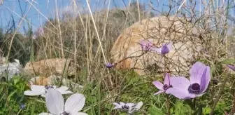 Datça'da baharın müjdecisi olarak bilinen anemonlar açtı