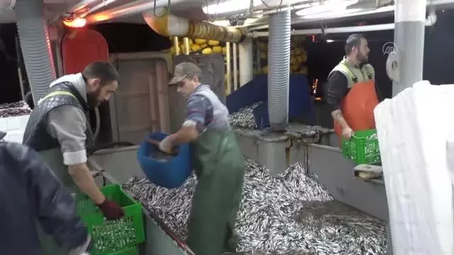 Batı Karadeniz'de balıkçılar hamsi bolluğuyla sevindi Batı Karadeniz'de balıkçılar hamsi bolluğuyla sevindi