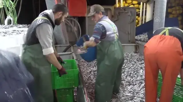 Batı Karadeniz'de balıkçılar hamsi bolluğuyla sevindi Batı Karadeniz'de balıkçılar hamsi bolluğuyla sevindi